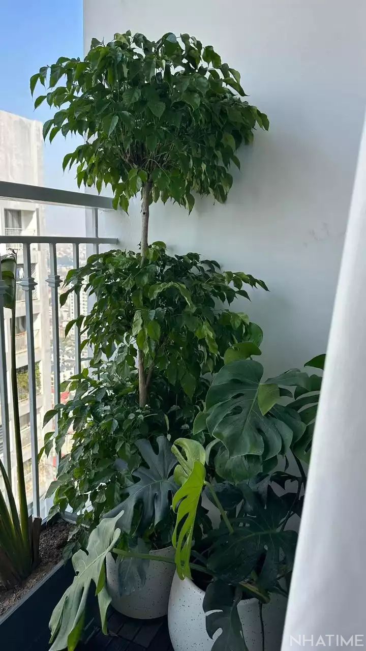 Bán 2pn Park 10 TImes City Photo No.3