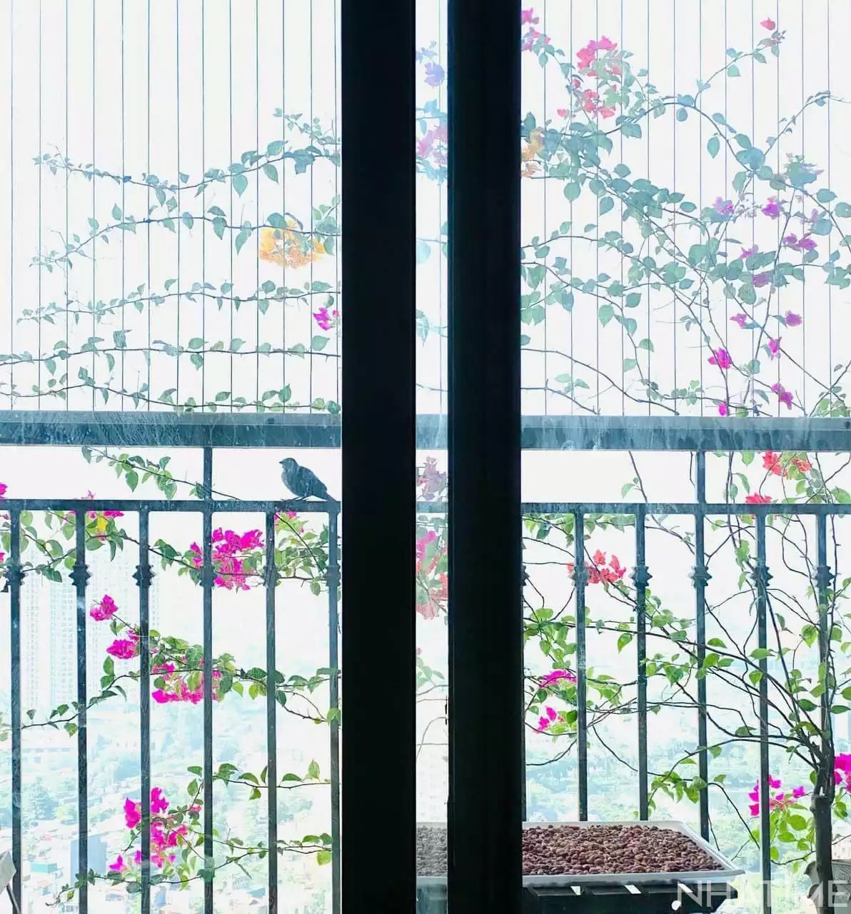 Bán 3 phòng ngủ góc Park 05 Times city Photo No.9