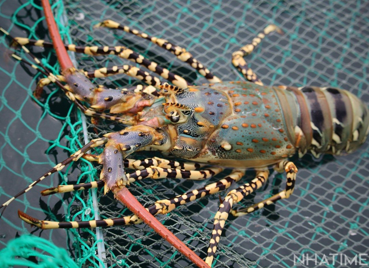 Khu nuôi trồng thủy sản tại Thái Bình